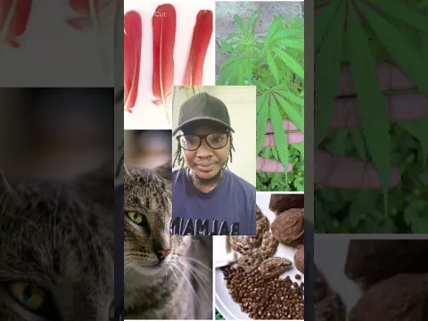 OSHO OWO SECRET #reality #viral #foryou #ritual #video #maitremalick#fondationmaitremalick