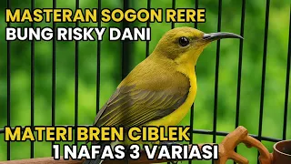 masteran sogon rere milik bungdan sogon materi bren ciblek masteran sogon mewah terbaru 2025