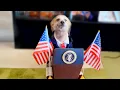 Download Lagu Best Pet Videos of the Decade