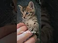 Download Lagu Stinky little baby🐱😘#shorts #cat #cute #funny #prettylittlebaby