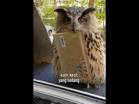 Burung Hantu Ini Bertugas Mengantarkan Surat, Tetapi…