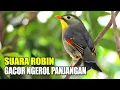 Download Lagu KICAU BURUNG ROBIN GACOR NGEROL PANJANG SUARA KERAS DI KANDANG AVIARY SEDERHANA