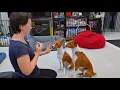 Training an impulsive basenji - is it possible