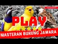 Download Lagu suara masteran cucak cungkok gacor vs burung gereja vs nembak kenari sangat cocok download isian mp3