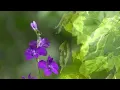 Morning Relaxing Music - Piano Music, Positive Music, Study Music (Madison)