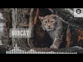 Bobcat scream sound Sound of a bobcat Bobcat sounds at night Wild bobcat voice