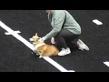 Michigan Arsenal vs Oregon Lightning AF1 Football Full Half-time Corgi Race