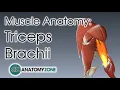 Triceps Muscle Anatomy