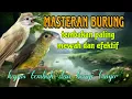 Download Lagu Masteran burung paling mewah 🔥 kapas tembak dan brinji tungir 