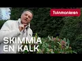 Heeft de Skimmia wel of geen kalk nodig | Tuinmanieren