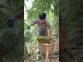 Download Lagu The peak season for Badu bamboo shoots is here. You can’t cut them all. You can’t cut them all