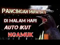 Download Lagu Pancingan Murai Batu ⁉️Di Malam Hari Langsung Respon Ikut Gacor