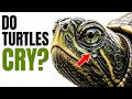 Do Turtles Cry Do They Have Tears We Finally Know the Truth
