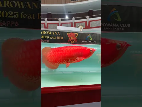 Champion ACP kelas XL 2025 pontianak  #arowana #arwanasepauk #arwana