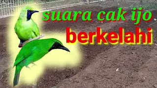 Download suara cak ijo ribut MP3