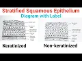 How to Draw Stratified Squamous Epithelium Diagram Keratinized and Non Keratinized Epithelium