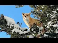 Lagu Nog een Vossendorp!? Ontmoet vossen en wasbeerhonden in Japans sneeuwrijke onsenstadje🦊♨︎