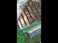 Honeybees fanning