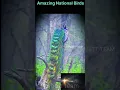 Download Lagu Peacock Beautiful 🦚😱 Jim Corbett National park #shortvideo #jimcorbett #wildlife #uttrakhand