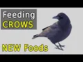 NEW Proven Food Ideas That Crows Will Love