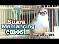 Download Lagu Memancing Emosi Burung Kaso Kaso Muda Agar Ikut Bunyi