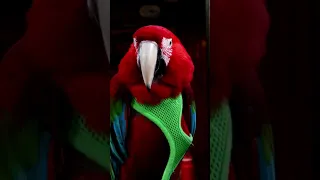 #unrelated #nature #wildlife #satisfying