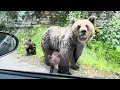 Download Lagu 🐻 ❤️ Mother bear and babies on Transfagarasan, Romania. #bear #bears #cub #cubs #wild #animals