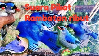 suara pikat jitu burung rambatan ribut 2025 terbaru