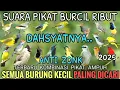 Download Lagu Suara pikat semua burung kecil paling ampuh | Pikat sogon2025