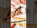 PITOHUI GACOR LOT .WA 087774805140.MADURA JATIM