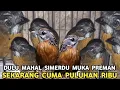 Lagu MENGENASKAN || DULU VIRAL HARGA HAMPIR JUTAAN SEKARANG CUMA PULUHAN RIBU DI PASAR BURUNG PRAMUKA 