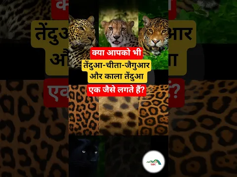 Leopard vs Cheetah vs Jaguar vs Panther 🐆| कौन है सबसे ताक़तवर?Leopard vs Cheetah| #leopard #cheetah