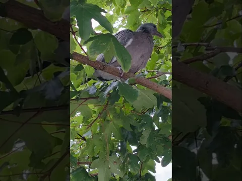 Голуби выросли и улетели с гнезда.
