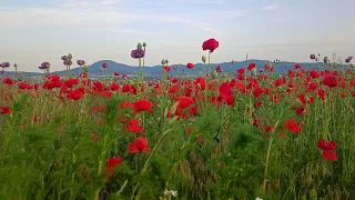 Wild Red Purple Poppies Mountains Beyond 4K Color Therapy 1 Hour Silence Restore