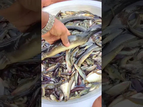 মেঘনা নদীতে এত বড় বাইম মাছ! #fishing #river