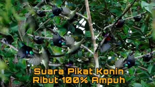 suara pikat kolibri ninja ribut paling ampuh