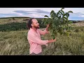 Download Lagu Am Revenit in Livada de Nuci, la 5 ani de la Plantare