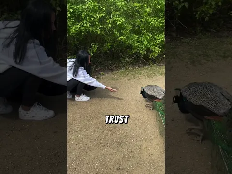 The Peacock Did Something Amazing! ❤️‍🩹
