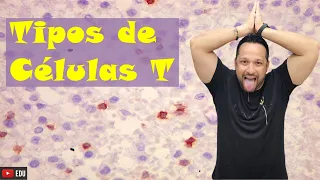 Tipos de Células T - Tipos de Linfócitos T - Auxiliares, Citotóxicos e Supressoras - Leucócitos