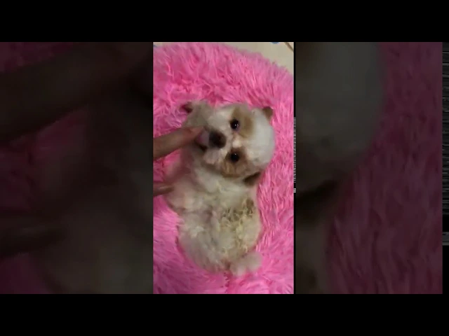 動画