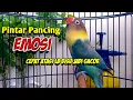 Download Lagu Lovebird FIGHTER Ngekek Panjang Pandai Pancing EMOSI Lawan, CEPAT Atasi Labet Bisu Kembali GACOR
