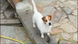 Jack Russell Krallığı👑 kanalı canlı yayında