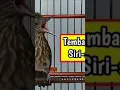 tembakan pedas tajam untuk masteran burung lomba