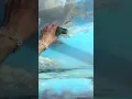 Download Lagu painting Tutorial for beginners/listen art sounds #minivlog #painting #video #art #ytshorts #artwork
