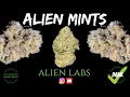 Alien Mints Strain Review - Alien Labs
