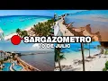 Playa del Carmen con Sargazo hoy SARGAZOMETRO 10 de Julio