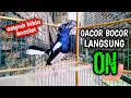 Download Lagu GACOR BOCOR LANGSUNG ON AMPUH BIKIN KONSLET !! PANCINGAN KACER GACOR PASTI NYAUT AMPUH.