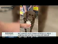 CBS Pet Supplies Plus stores hold summer parties for Chicago pet group