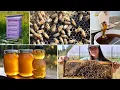 Download Lagu The Buzz About Bees in Alaska + Our Biggest Honey Harvest Yet