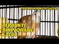 Download Lagu MASTERAN SUARA Burung PERKUTUT BANGKOK JUARA Suara Jernih buat KUNG MANIA